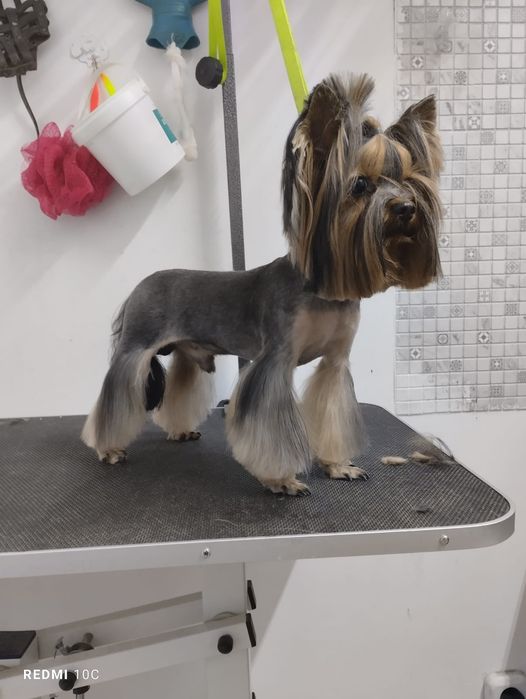 Кобель йорк мини для вязки