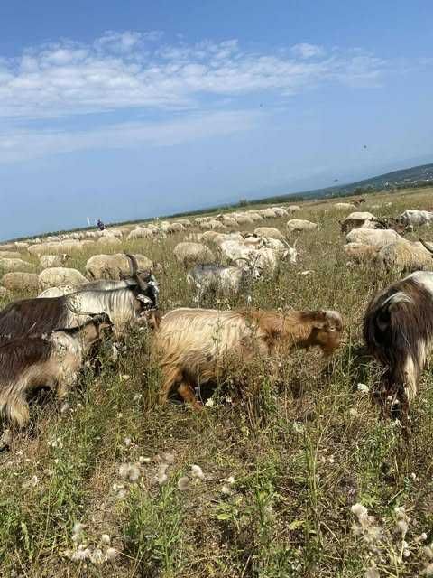 Oi de vânzare – sănătoase, bine îngrijite, preț avantajos