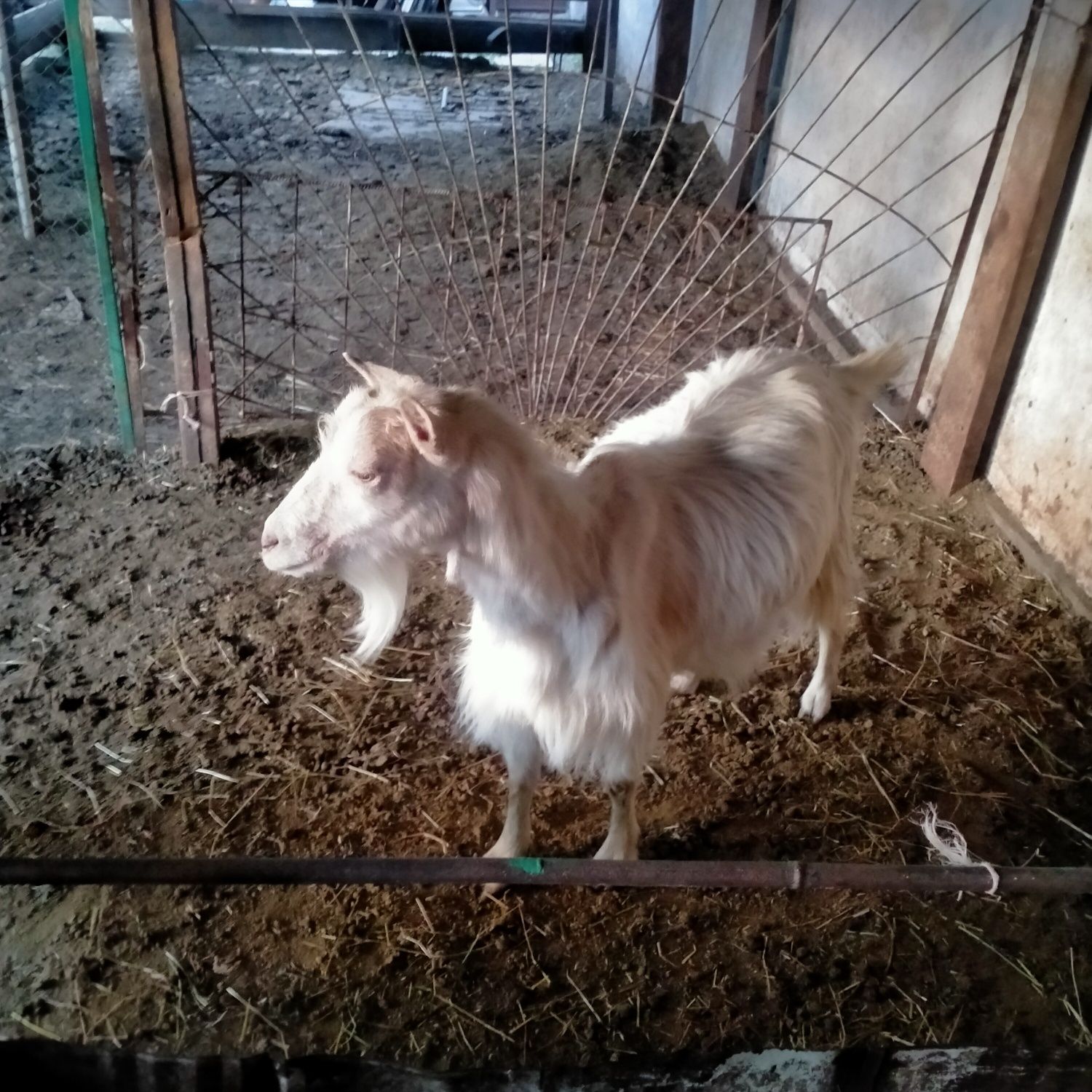 Продам козу хорошую
