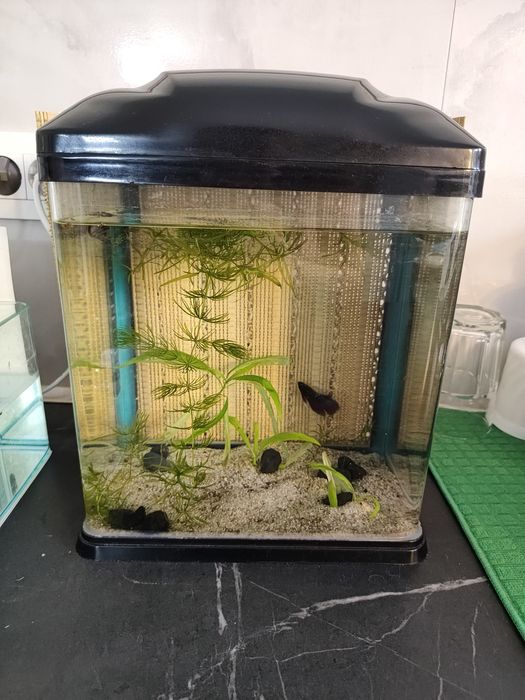 Acvariu 9 l cu capac complet plante substrat