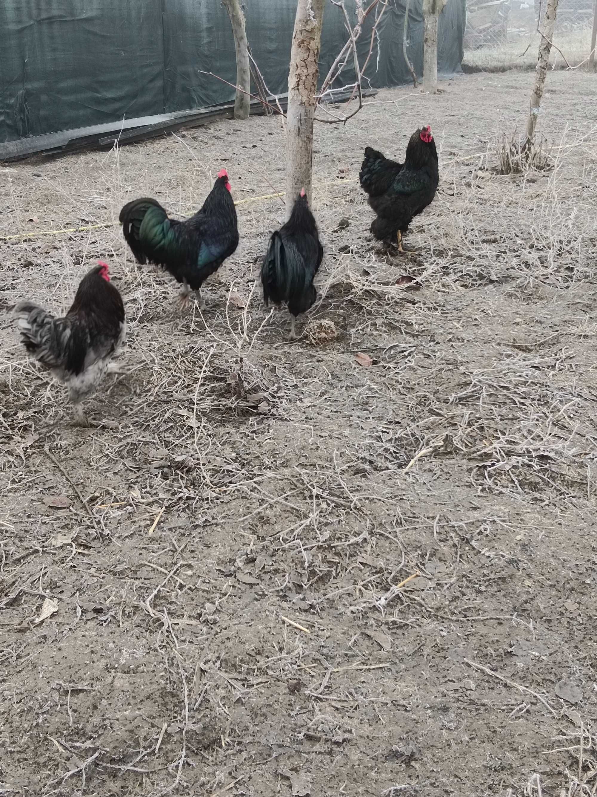 Cocosi austrolop sau ouă găini 6 lei buc rasa austrolop.