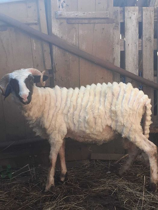 Oi de vânzare  cu   miei