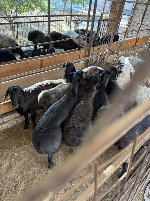 Qoʻylar Qoy sotiladi