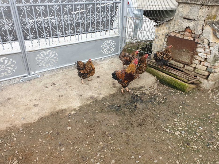 Găini și cocoși Wyandotte Gsg