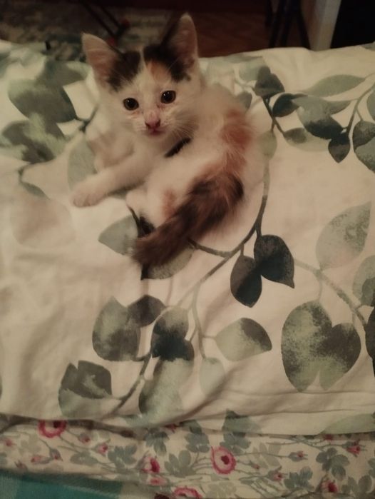 Отдам цветную девочку котенка.