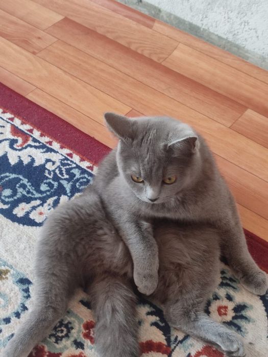 Отдам шотландскую кошку