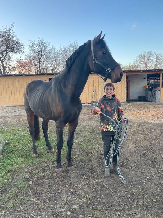 Armăsar de monta KVPN