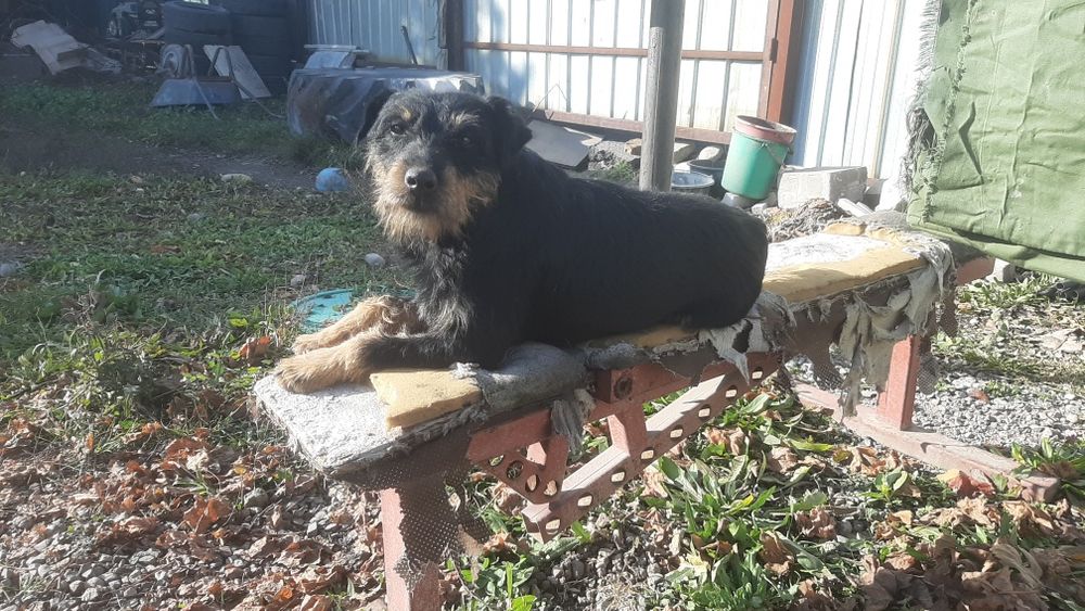 Ягтерьер самец на вязку, сатылмайды , теккана кашыртуга