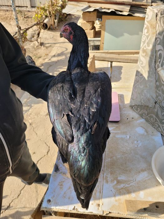 Турк сотилади 2 тулак турловдан чиквои тухумга якин