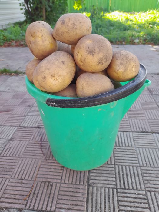 Продам картофель , сорт ,,гала",отборную.