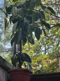 Ficus floare de interior