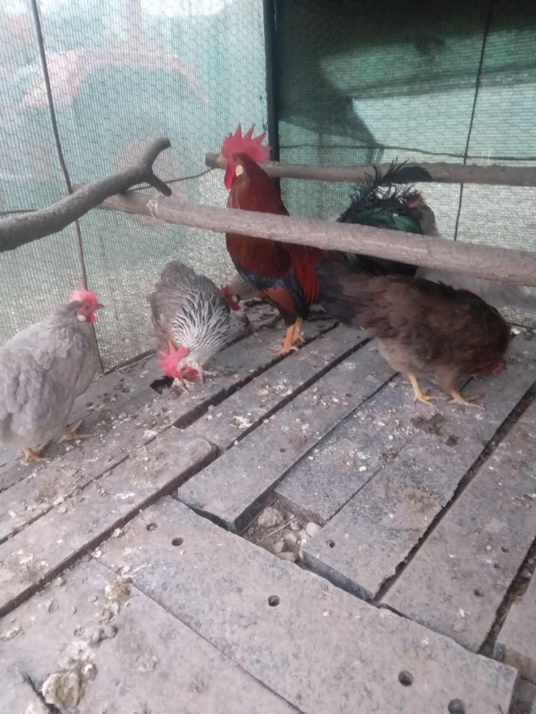 de vanare gain si cocos italian sau oua pentru incibat