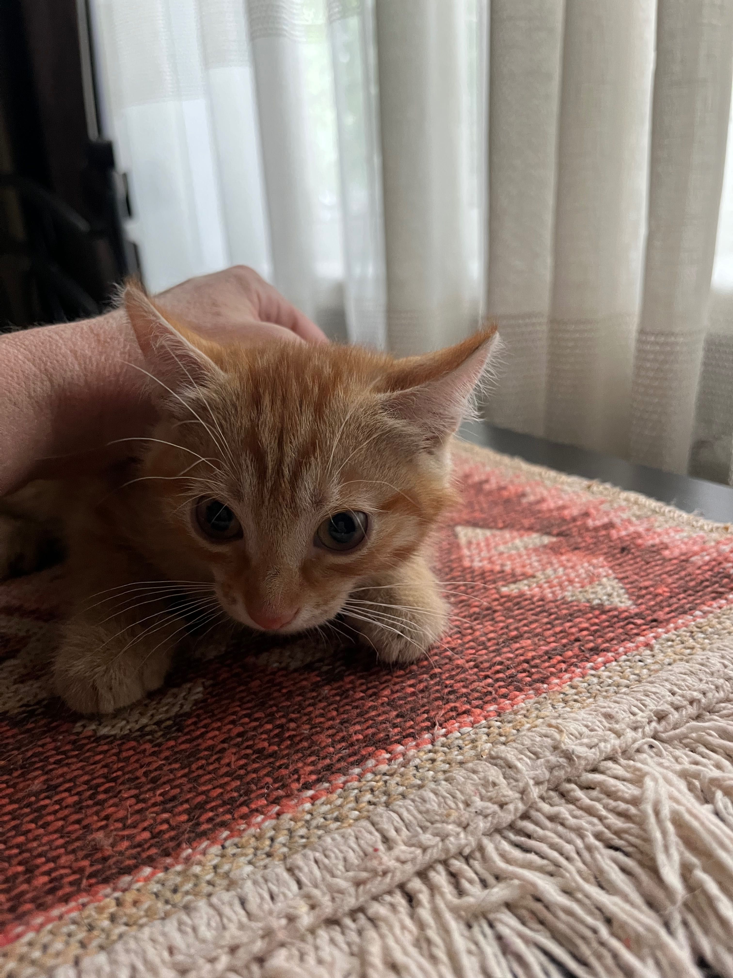 Котята цвета «золото»  (срочно)