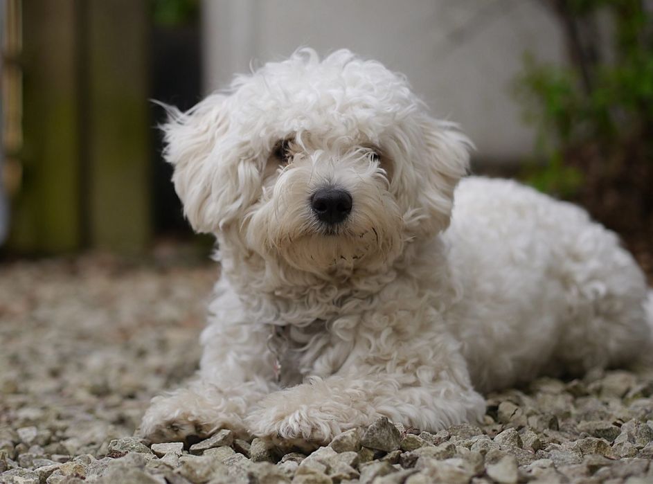 Мальтипу, продается белая Мальтипу, чистокровная