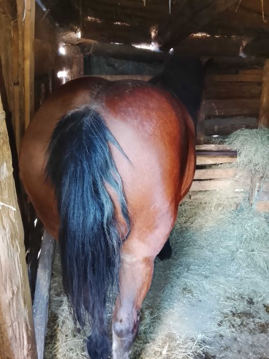 Vând mânză și mânz