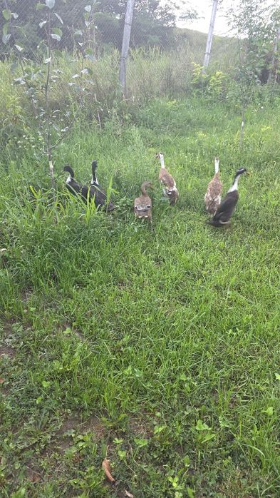 Rate indiene alergatoare adulte 450 lei toate