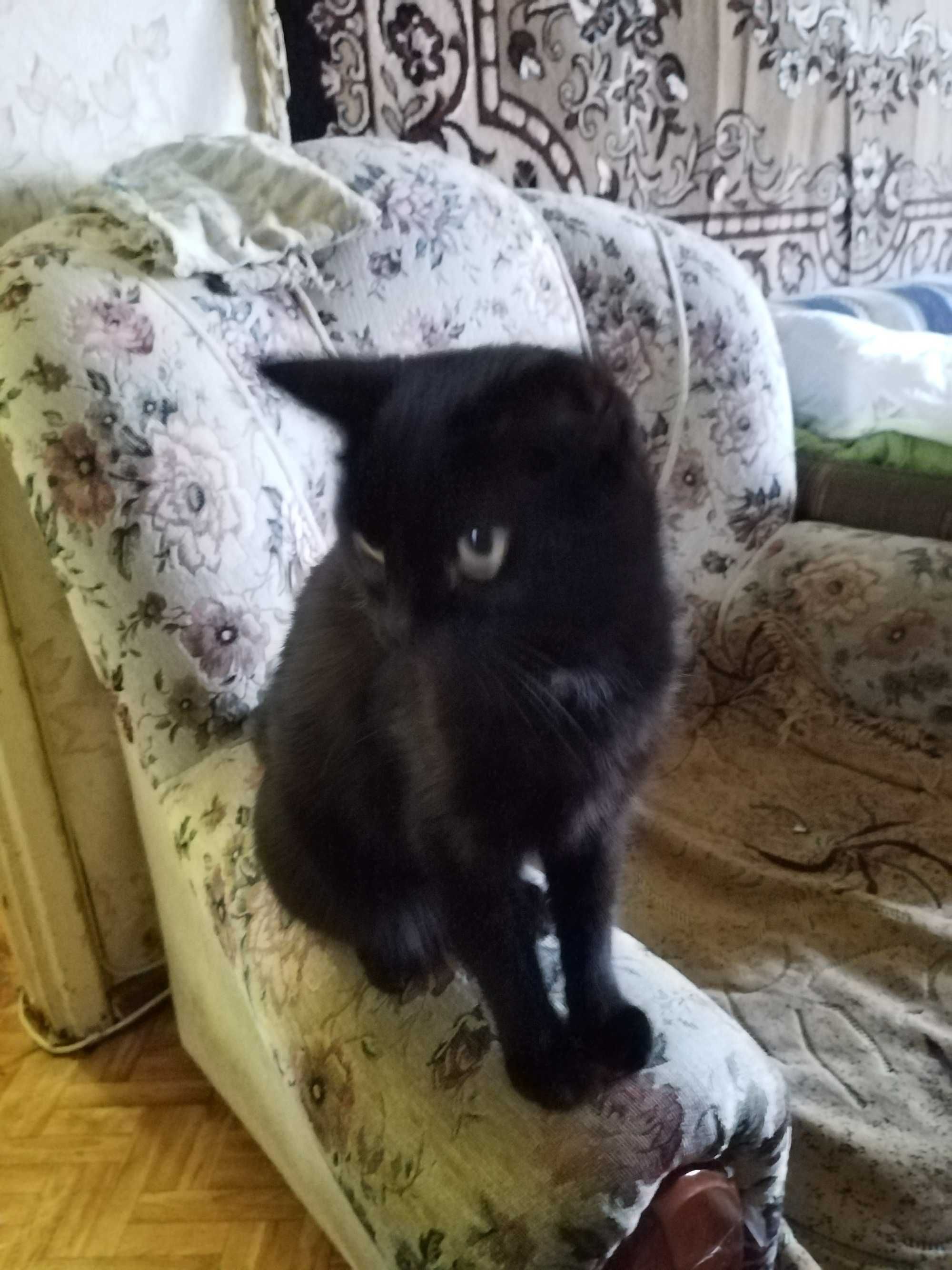 Кошечка ищет дом