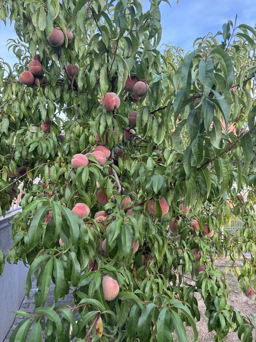 Piersic Rubino, puiet anul ll