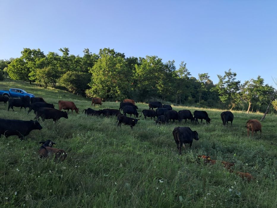 De vânzare vitei angus