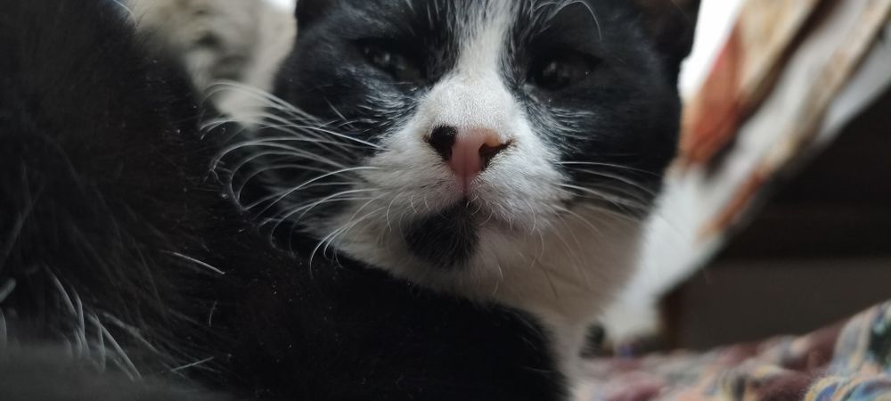 Отдам в хорошие руки