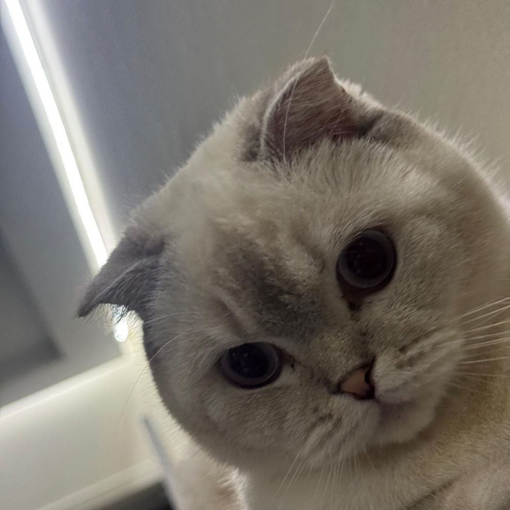 Продаю британскую кошечку