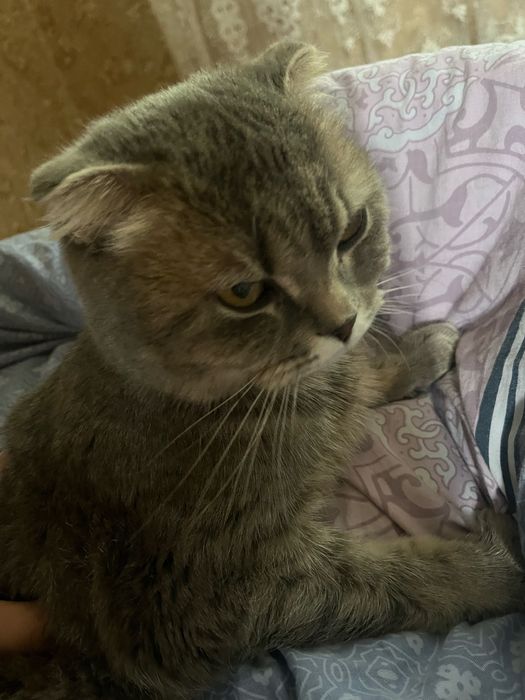 Шотландская вислоухая кошка