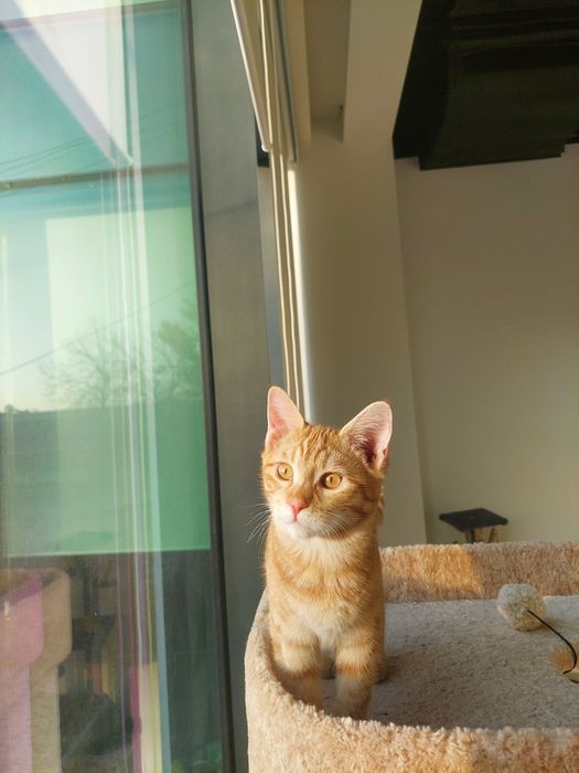 Котенок мальчик Ташкент