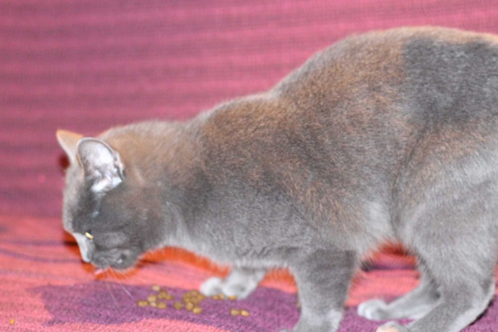 Късокосместа Британка