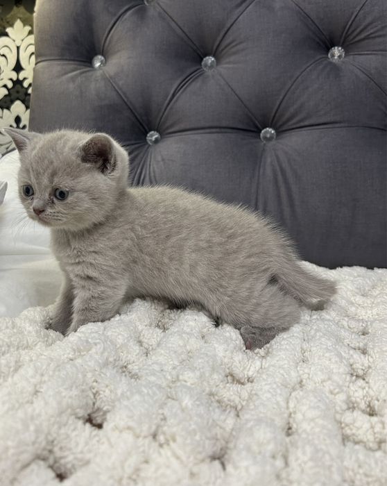 Pisicuță British Shorthair Lila