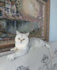 Шикарный опытный кот шиншила серебро, ждет на вязку прекрасных дам!
