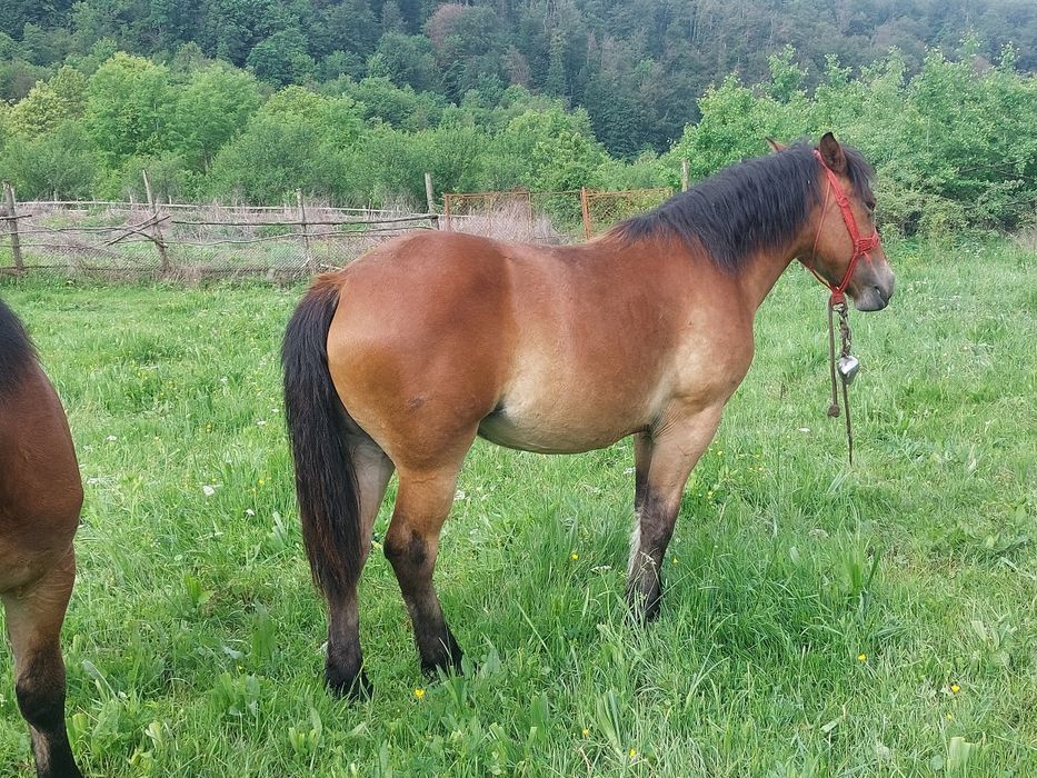 Manza  3 bucati schimb cu vaci juninci
