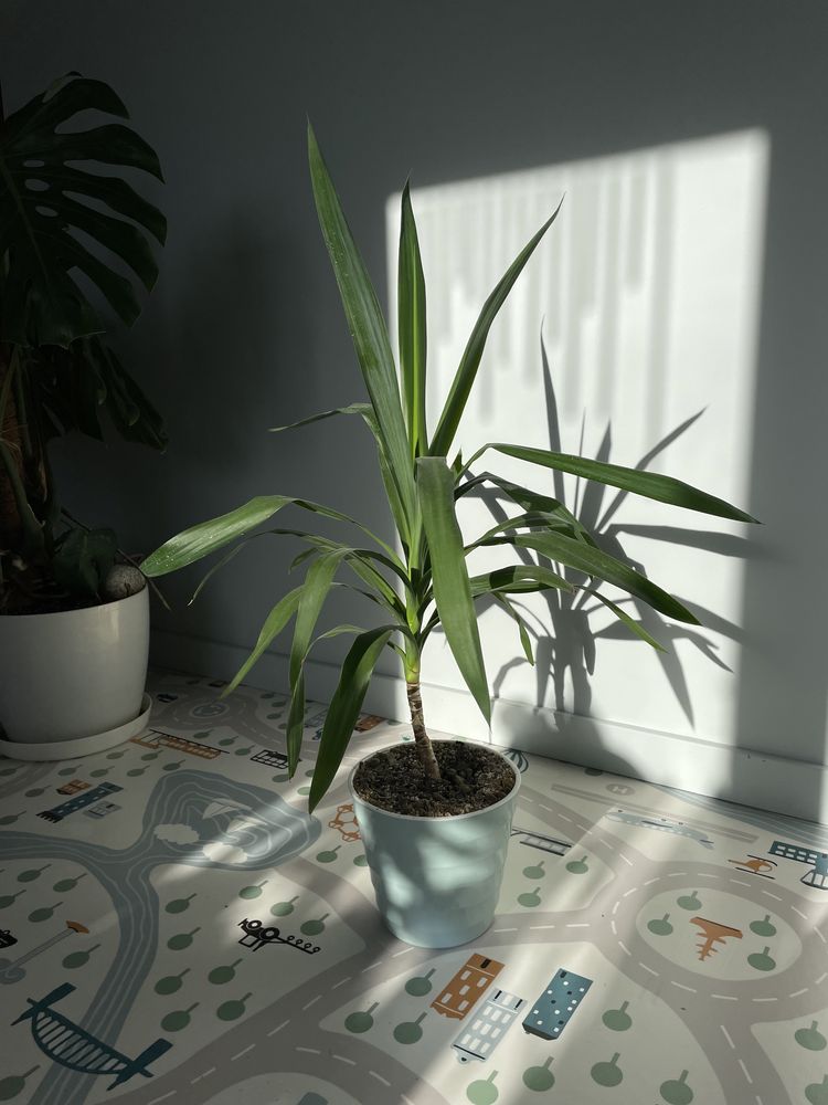 Пальма комнатное растение