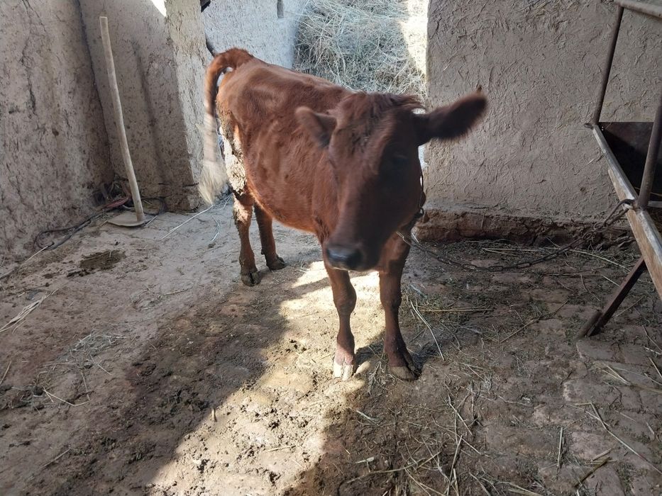 Ĝunojincha sotiladi