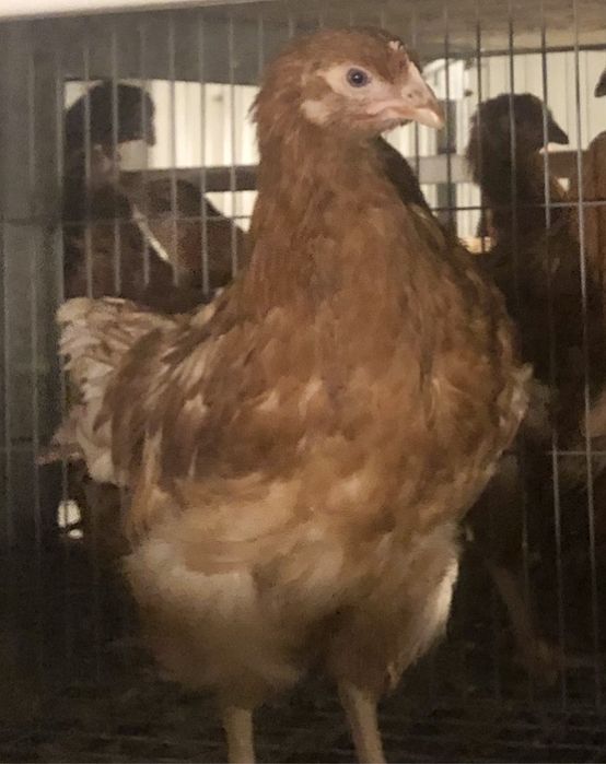 De ce să cumperi puicuțele direct din fermă avicolă Balagri?