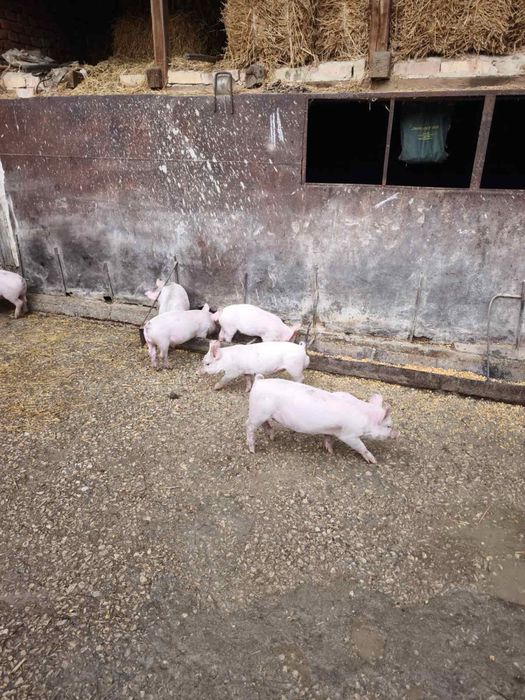 Продавам прасенца