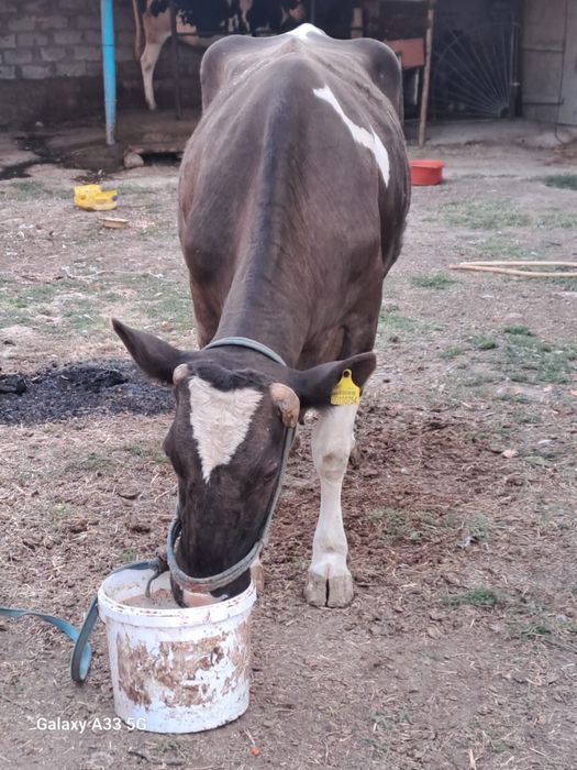 Голштинский корова