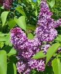 Mur fara spini,liliac,lacramioare,mana Maicii Domnului, iasomie, capsu