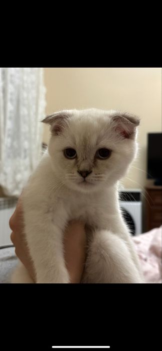 Котенок в добрые руки