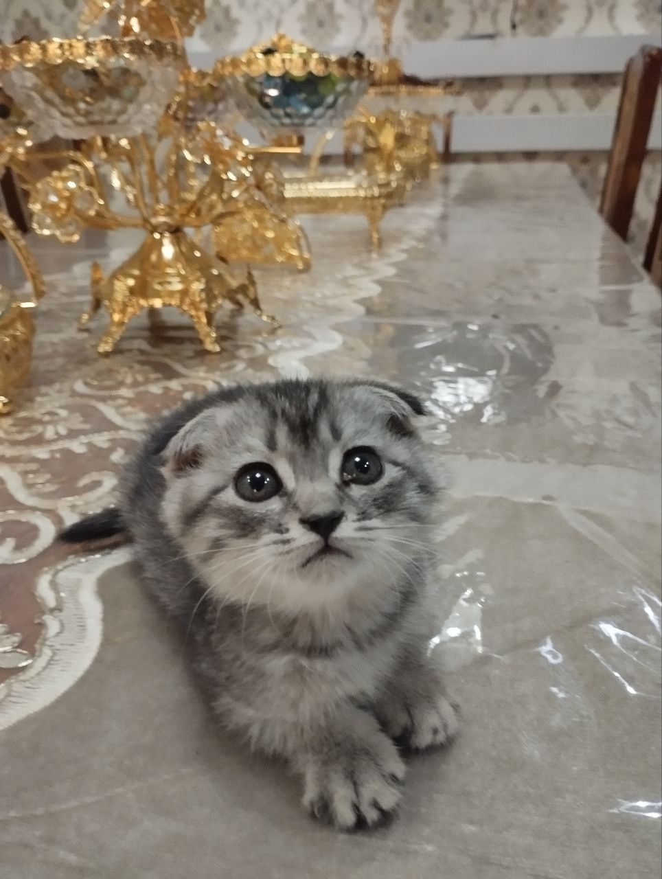 Продаётся котёнок