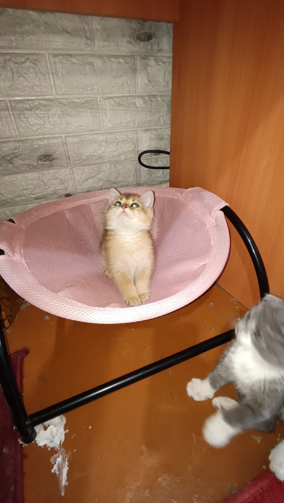 Золотая шиншилла