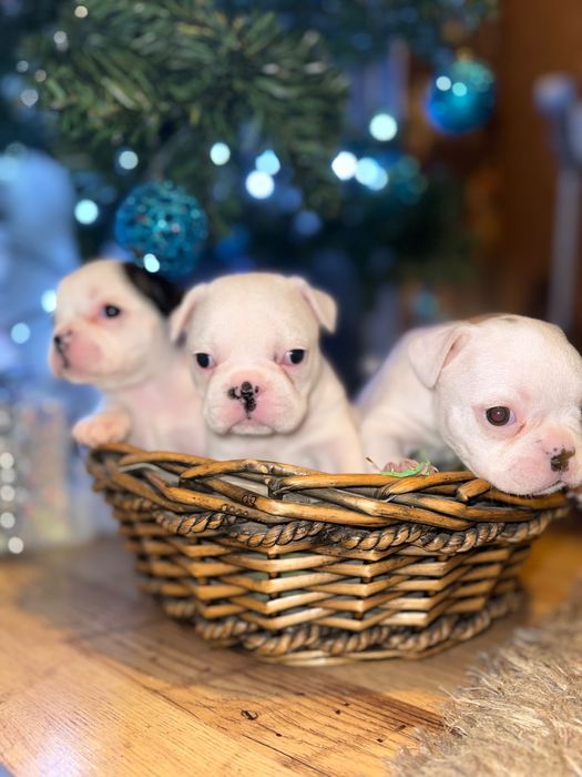 Свободни френски булдози