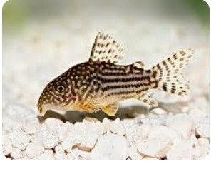 Pesti de acvariu corydoras sterbay juvenili.
