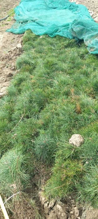 Puiet fag,carpen,stejar,brad,molid, pin,plop,pawlonia,salcam etc