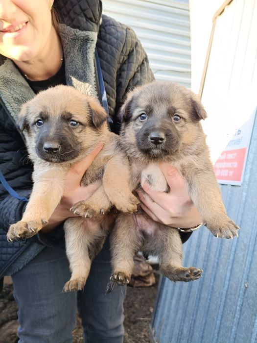 Продам щенков немецкой овчарки.