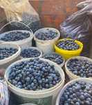 Vand prune gata adunate!