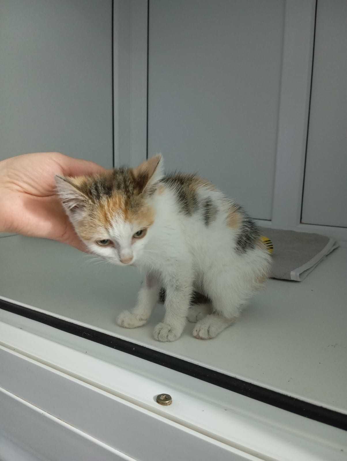 Котёнок (девочка, 2,5-3 месяца) ищет дом.