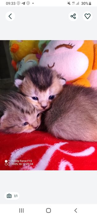 Асал мушукча сотилади