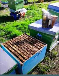 Vand  50 familii de albine cu lada