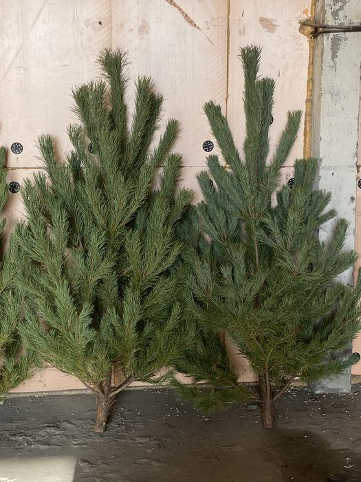 Сосны Новогодние Ёлки