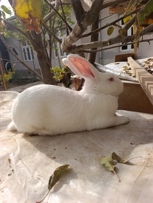 Hikol para 6 oydan owkan tayyor quyonla